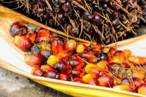 Company Profile Company Profile - Palm Oil